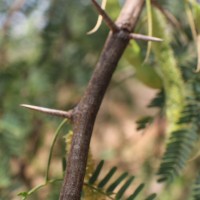 Neltuma juliflora (Sw.) Raf.